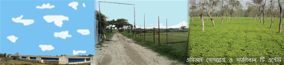 ১নং অমরখানা ইউনিয়নে অবস্থিত এসিআই গোদরেজ ও স্যালিলান টি এস্টেট চা বাগান