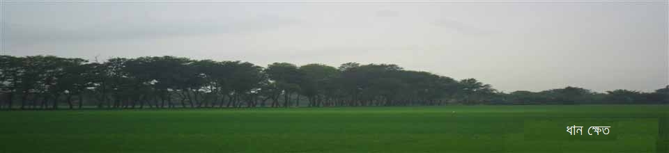 ধান ক্ষেত