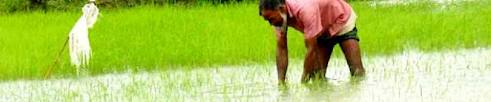 আমগাঁও ইউনিয়ন পরিষদ