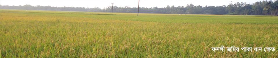 ফসলী জমির পাকা ধান