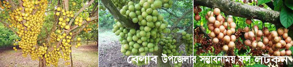 বেলাব উপজেলার সম্ভাবনাময় ফল লটকন