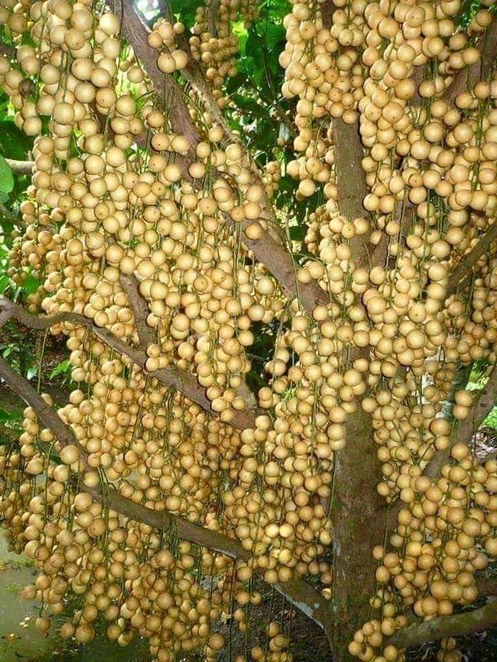 লটকন