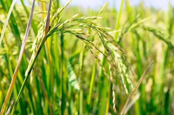 কৃষি ও প্রানিসম্পদ