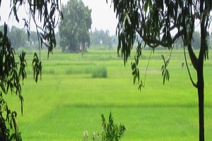 আমুয়া মৎস বাজার, বিশখালী নদী, আমুয়া কলেজের ছবি