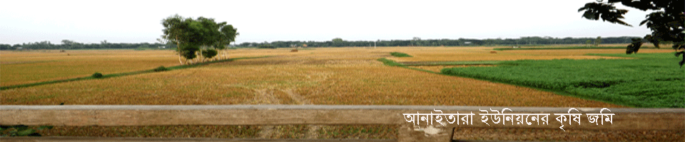 আনাইতারা ইউনিয়নের কৃষি জমি