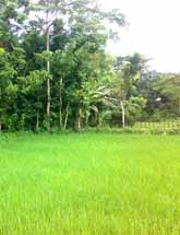 কৃষি ও প্রাণি সম্পদ