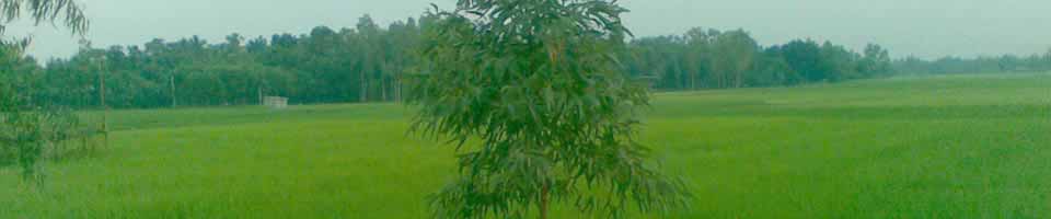 সবুজ প্রাকৃত মাঠ