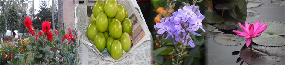 ঐইতিহ্যবাহী আংগারিয়া ইউনিয়ন