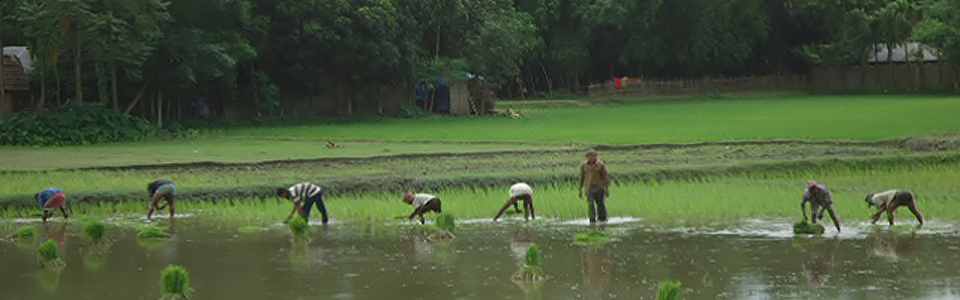 ধান চাষী
