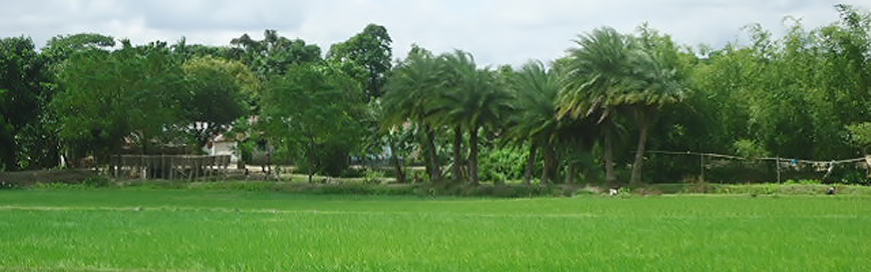 খেজুর বাগান