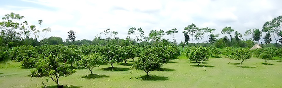 লিচু বাগান