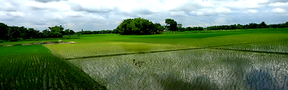 ধান ক্ষেত