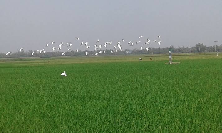 আত্রাই এর প্রকৃতি