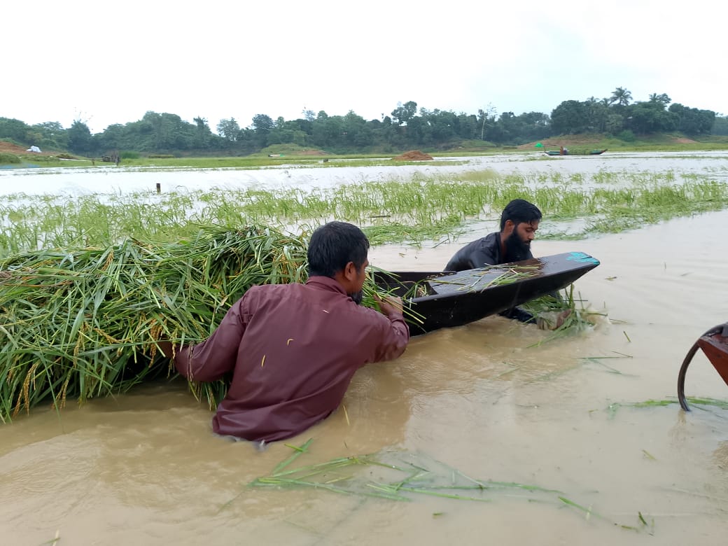 সম্প্রতি পাহাড়ী ঢালু ও উজানের পানিতে সৃষ্টি বন্যাতে বরকল উপজেলায় কৃষকের ধান কেটে দিচ্ছেন হিল ভিডিপি সদস্যগণ