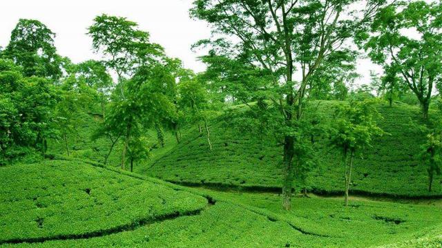 ব্যানার