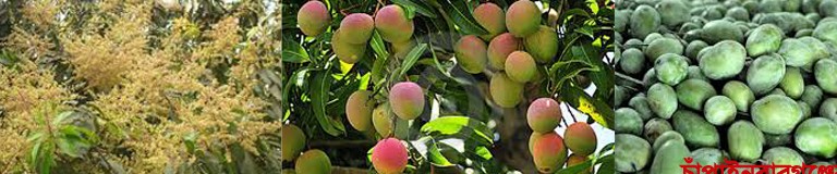 চাঁপাইনবাবগঞ্জের আম