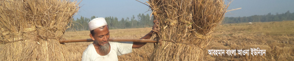 কৃষকের ধানের ফসল