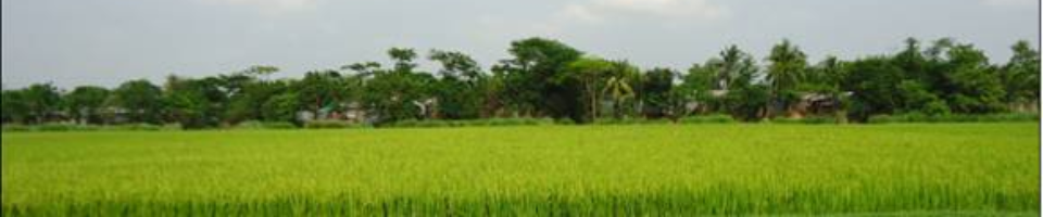 ফসলি জমি