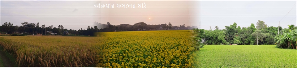 আরুয়ার ফসলের মাঠ