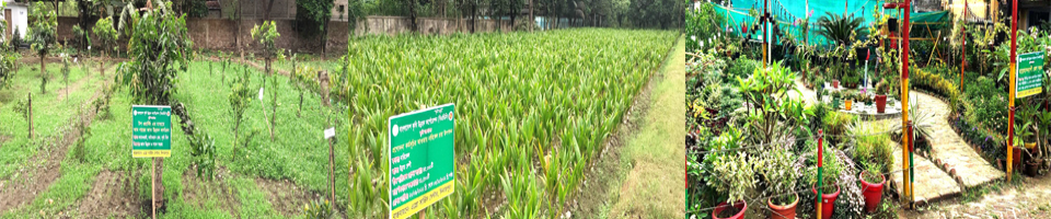 এগ্রো সার্ভিস সেন্টার, বিএডিসি, দিনাজপুর।