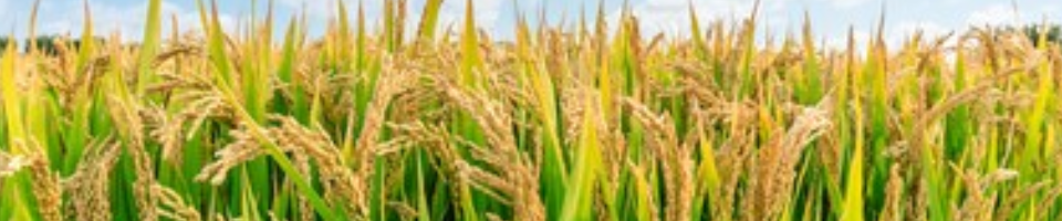 paddy land