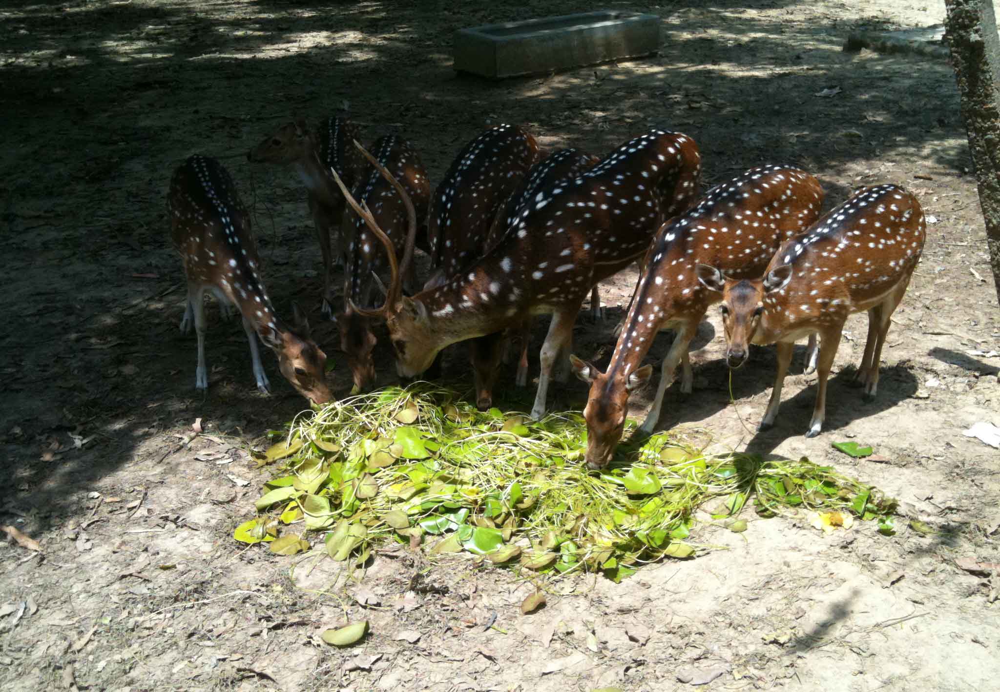 রামসাগর চিড়িয়াখানা