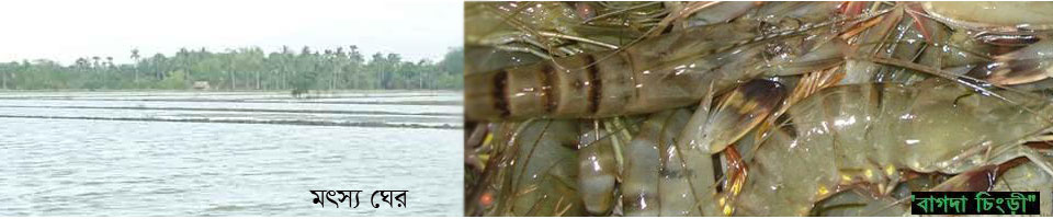 চিংড়ী ঘের ও চিংড়ী মাছ
