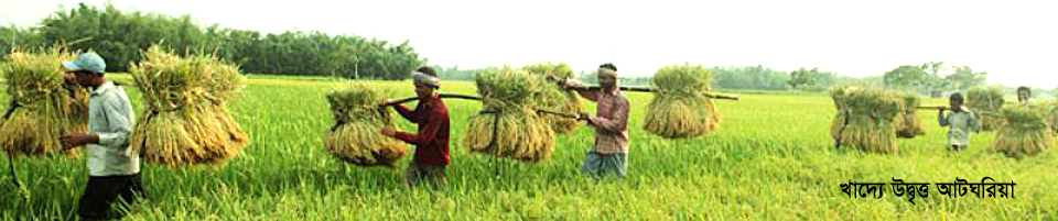 খাদ্যে উদ্বৃত্ত আটঘরিয়া
