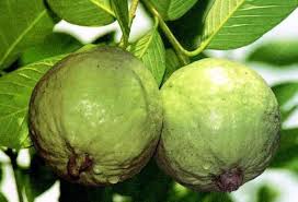 কুড়িয়ানা পেয়ারা বাগান