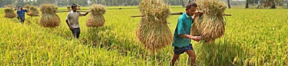 ধানের পোস্ট হার্ভেস্ট