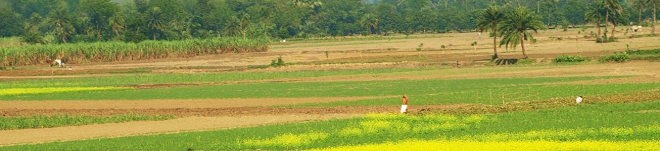 ধান ক্ষেত
