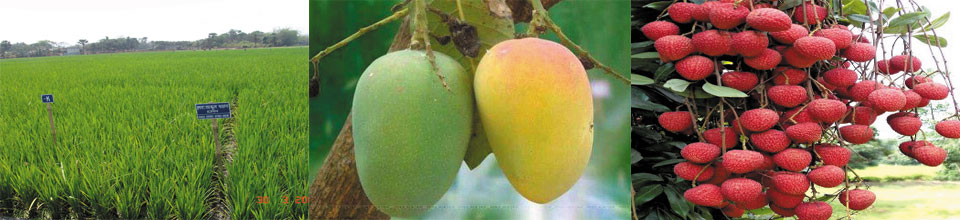 ৬নং আউলিয়াপুর ইউ,পি