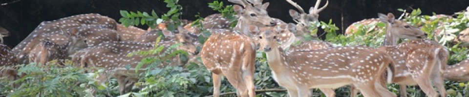 এক নজরে ইউনিয়ন পরিষদ
