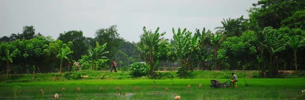 মাছ এবং ধান চাষ