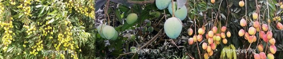দিলালপুরের লিচু হাড়িভাঙ্গা আম