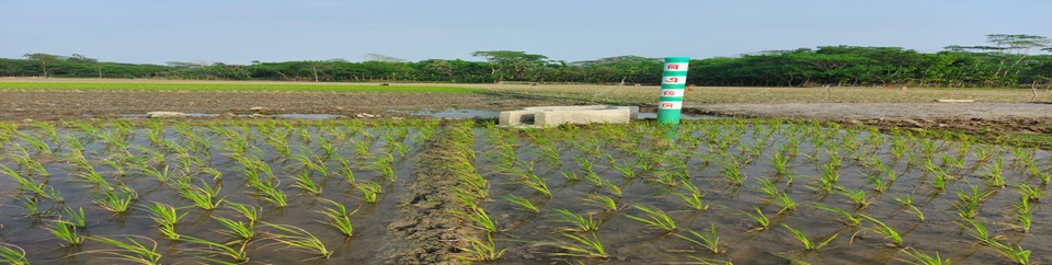 সেচ নালা