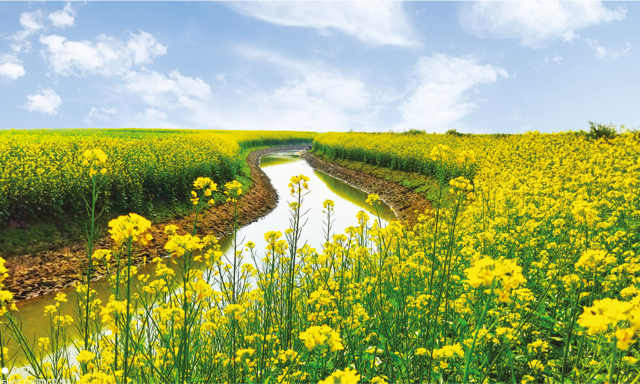 পুনঃখননকৃত ভদ্রাবতী খাল