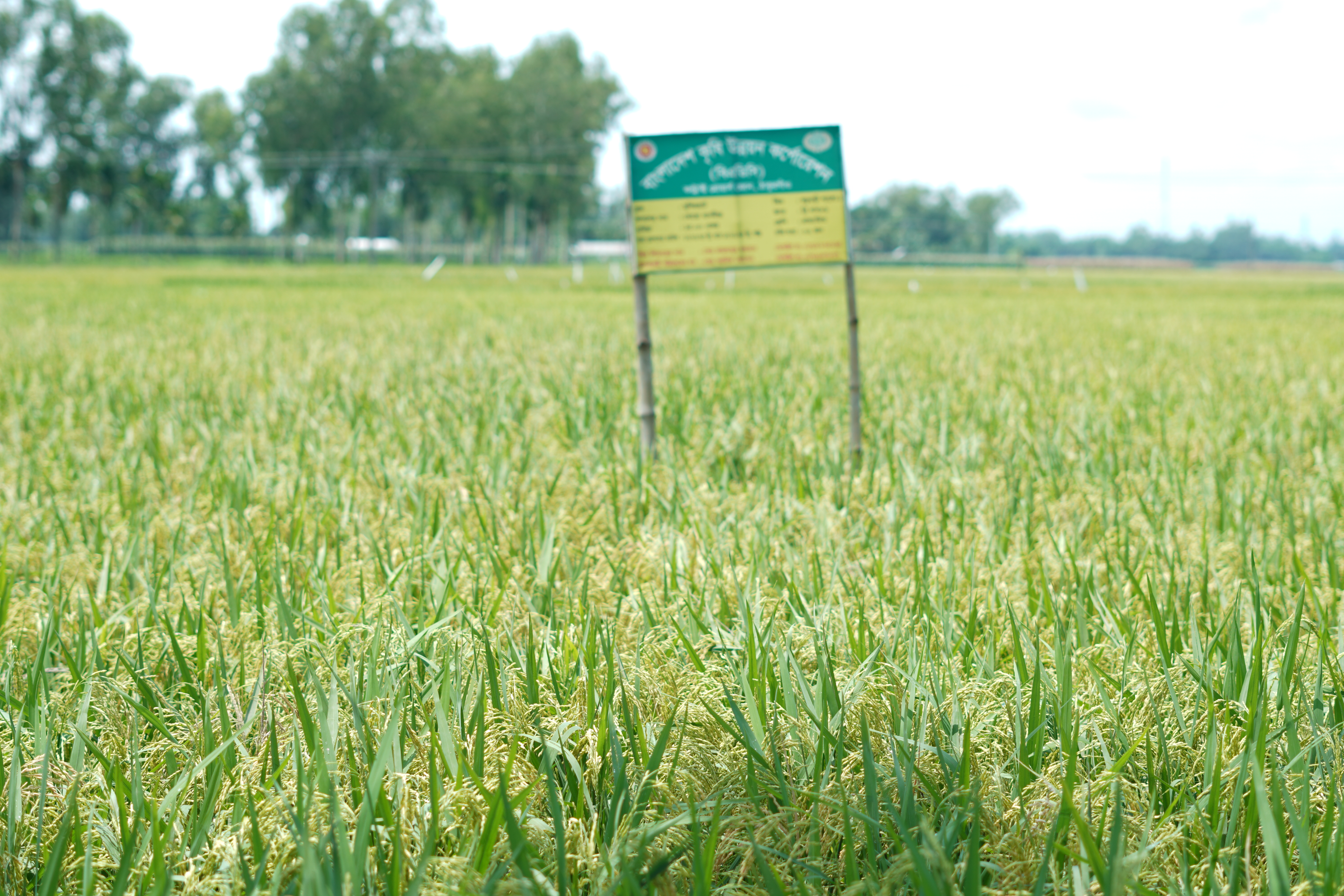 বোরো মৌসুমের বিভিন্ন ধানের জাত
