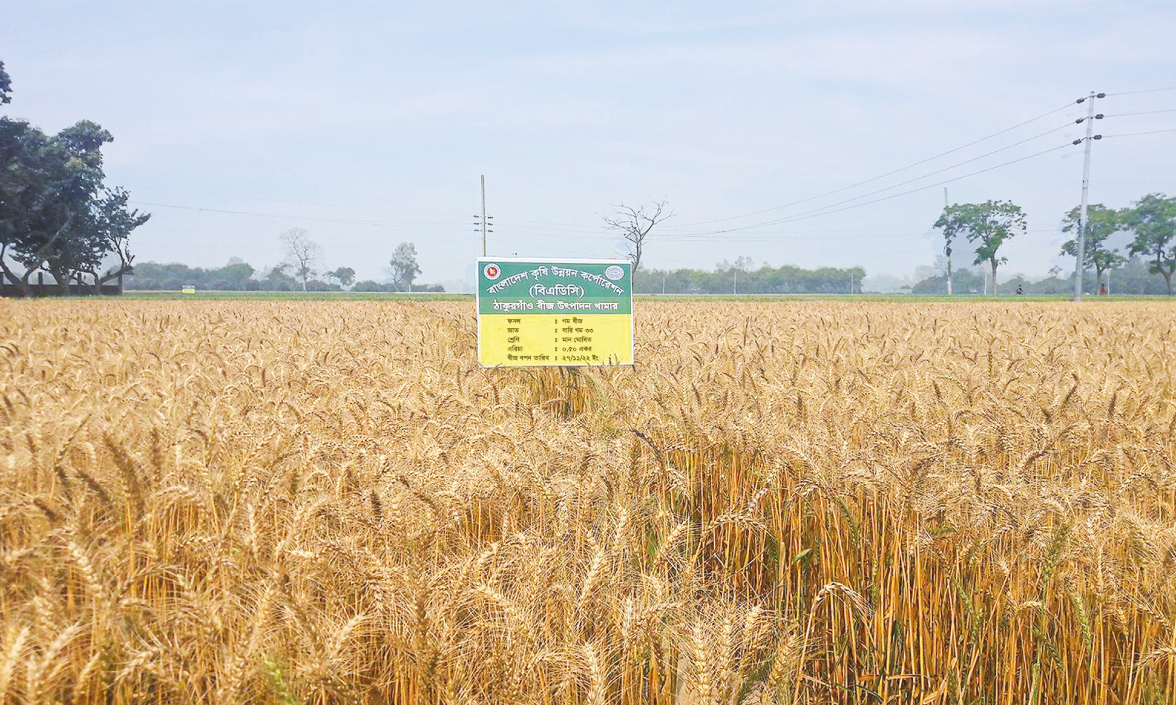 ঠাকুরগাঁও বীজ উৎপাদন খামারে বিএডিসি'র গম বীজ উৎপাদন কার্যক্রম