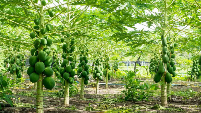 পেঁপে
