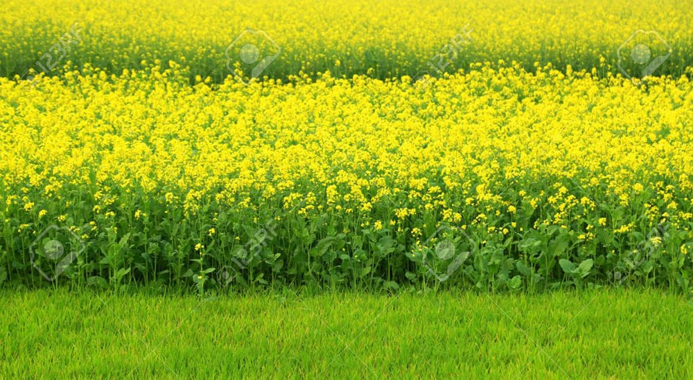 সরিষা