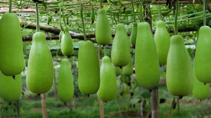 লাউ