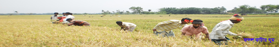 বাঘবেড় ইউনিয়নে বোরো ধান কাটার ধুম পড়েছে।