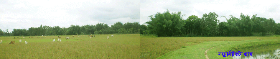 সবুজ শ্যামল গ্রামের ছবি।