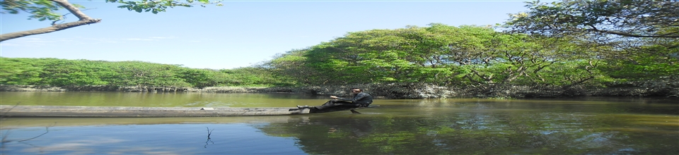 ঘন গাছ সমৃদ্ধ জলাশয়