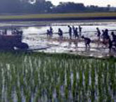 কৃষি ও প্রাণি সম্পদ