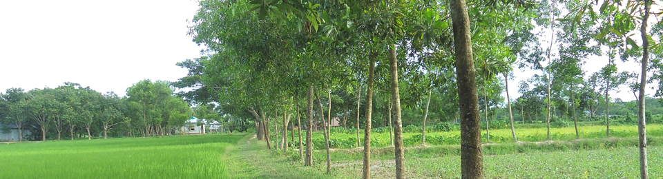 প্রকৃতিক দৃশ্য