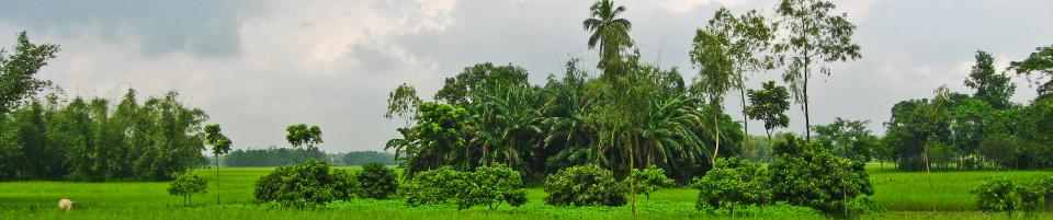 প্রকৃতিক দৃশ্য ১