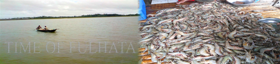 কেওড়া নদী বাগদা চিংড়ি।
