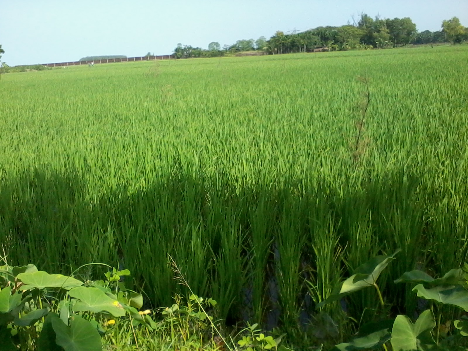 ভূমি অফিস